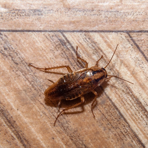 fumigaciones de cucarachas toma medidas para minimizar los riesgos para mascotas y niños durante el proceso